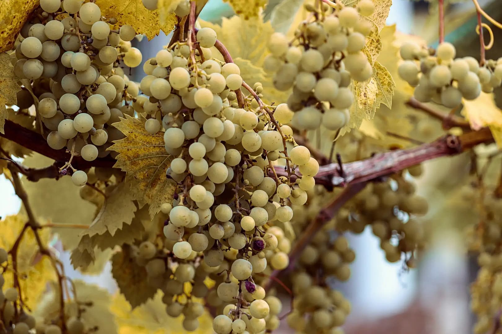 Close-up of ripe green grapes turning yellow.