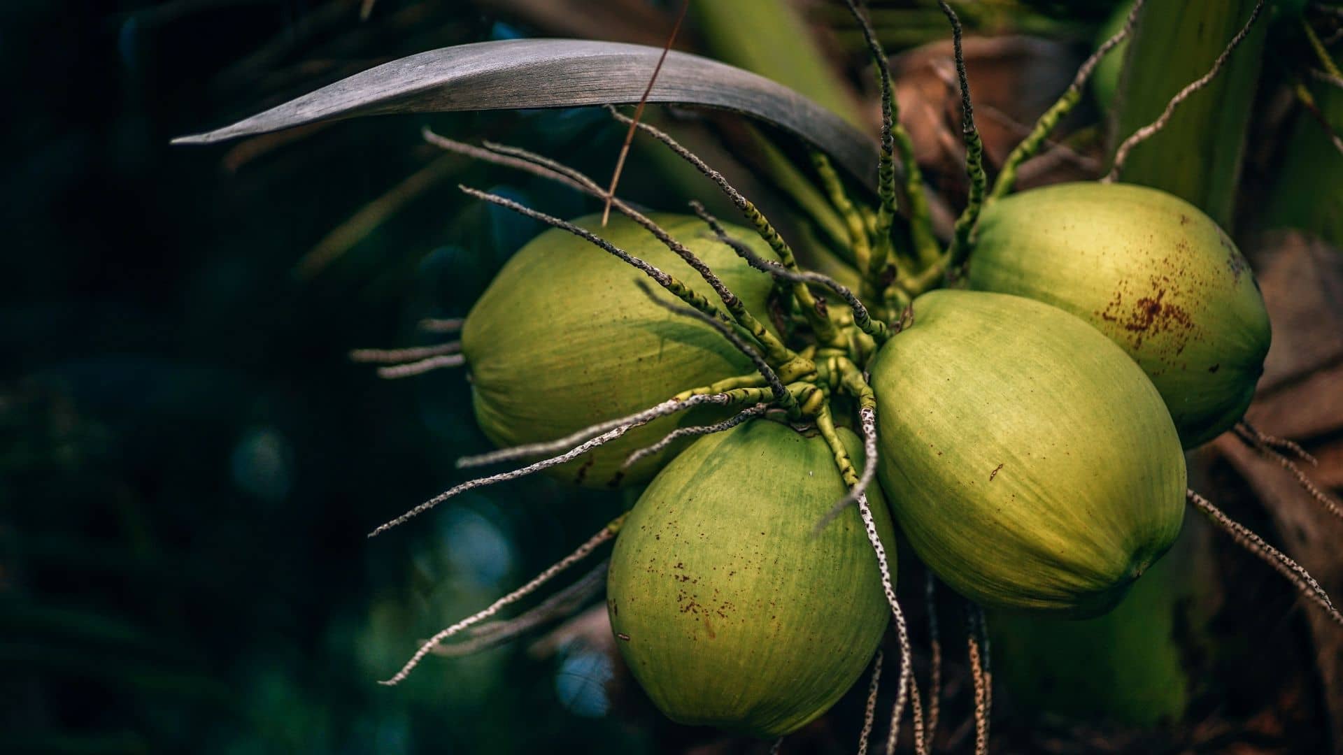 Selective focus photo of coconuts