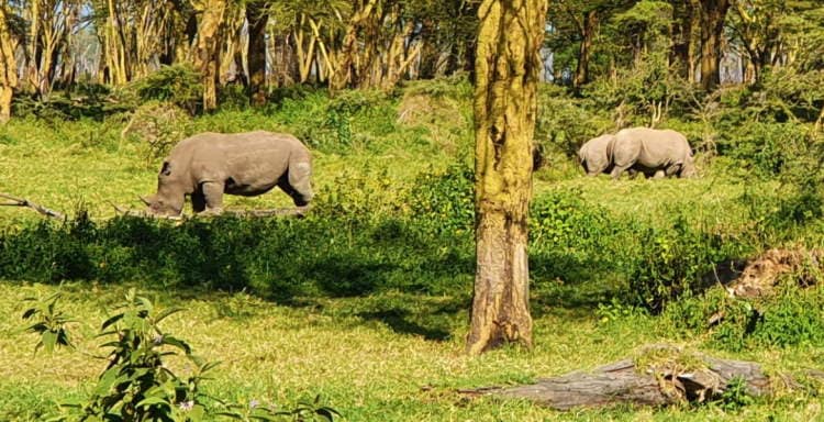 Bílý nosorožec u jezera Nakuru